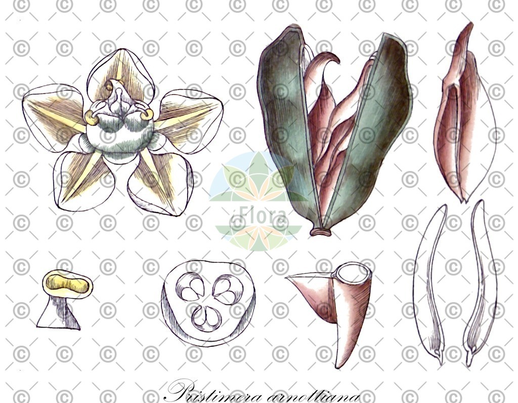 HistAbb_wfo-0000283280_1_ENZY_Simple | Historische Abbildung von Pristimera arnottiana - Celastraceae | Historical Illustration of Pristimera arnottiana - Celastraceae