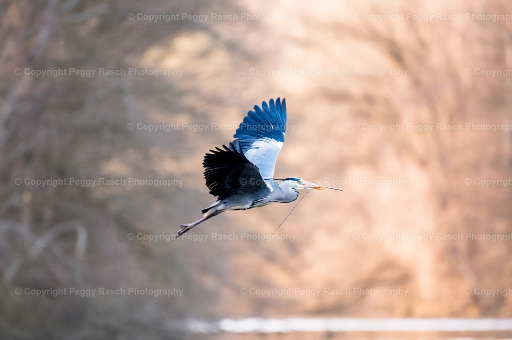 Graureiher (6) | PeggyRaschPhotography - Realisiert mit Pictrs.com