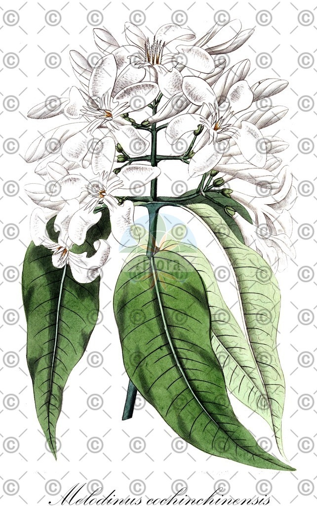 HistAbb_wfo-0000211047_1_ENZY_Simple | Historische Abbildung von Melodinus cochinchinensis - Apocynaceae | Historical Illustration of Melodinus cochinchinensis - Apocynaceae