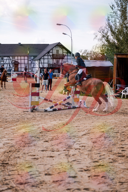 2026_10_03_Siefer-Hof_144518_Z81_20414118 | Professionelle Reitsport-, Turnier- und Eventfotografie von Robert Broda. Galerien mit ausgewählten und bearbeiteten Bildern direkt online ansehen und bestellen.