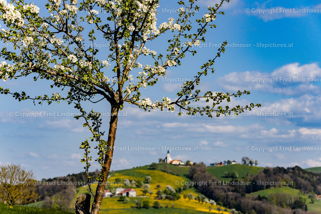 Mostviertel Birnenbluete-6955 | Fotos und Fotoprodukte - Realisiert mit Pictrs.com