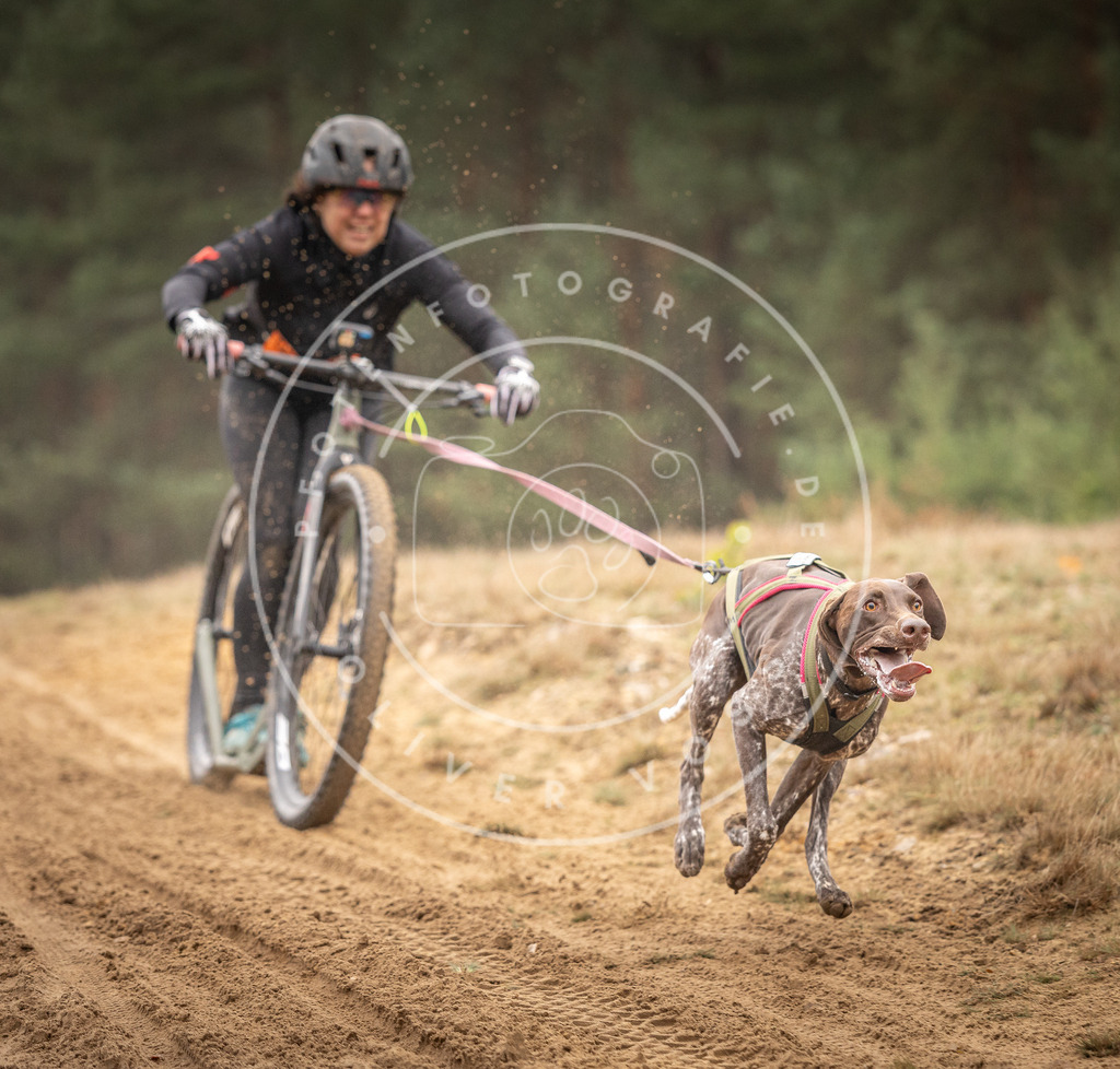 Pfotenfotografie_DV3A4665 | Hundefotografie, Tierfotograf, Pfotenfotografie, Fotoshooting Hund, Hunde Portrait, Hundesport, Hundeportraits, Heideshooting, Hunde, Sportfotograf, Hundefotograf, Turnierhundsport, THS,  - Realisiert mit Pictrs.com