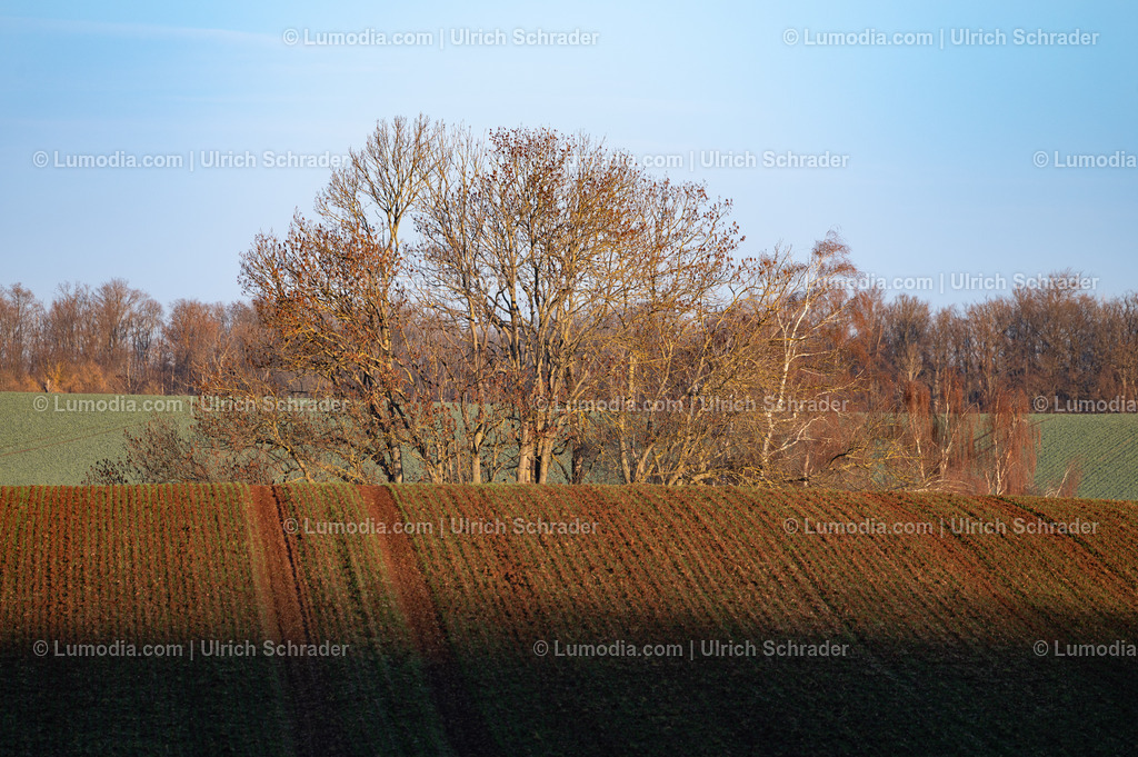10049-13917 - Herbst im Huy bei Halberstadt | Stockfoto und Bilderpool mit Bildmaterial aus Deutschland, dem Harz, Halberstadt, Quedlinburg, Wernigerode und weltweit. Qualitativ hochwertige und professionelle Fotos anschauen und kaufen. - Realisiert mit Pictrs.com