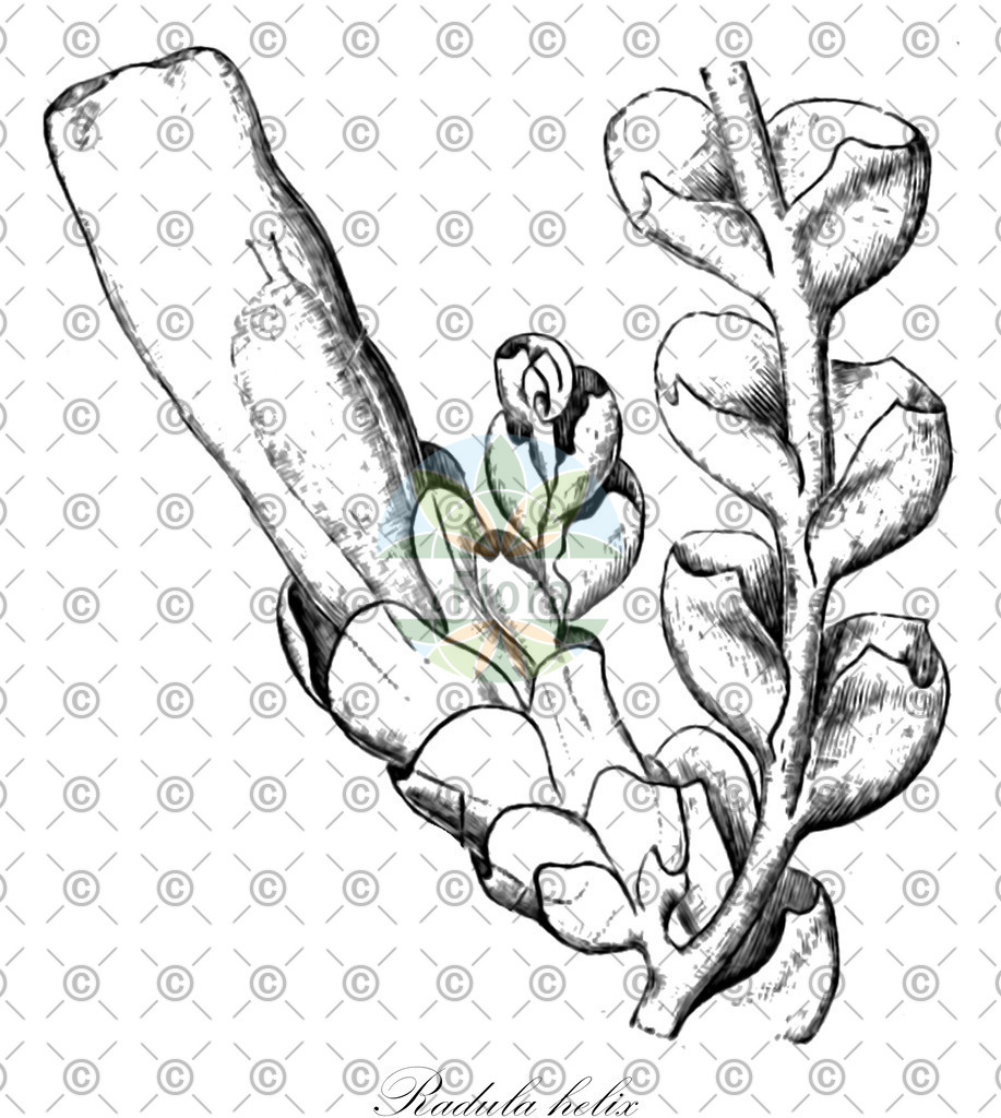HistAbb_wfo-0000733806_1_ENZY_Simple | Historische Abbildung von Radula helix - Radulaceae | Historical Illustration of Radula helix - Radulaceae