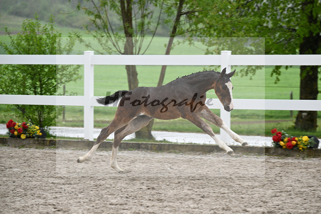 Kat-Nr. 35 HF Duplexx x Balou du Rouet_Spandl_23261307 | hf-fotografie - Realisiert mit Pictrs.com