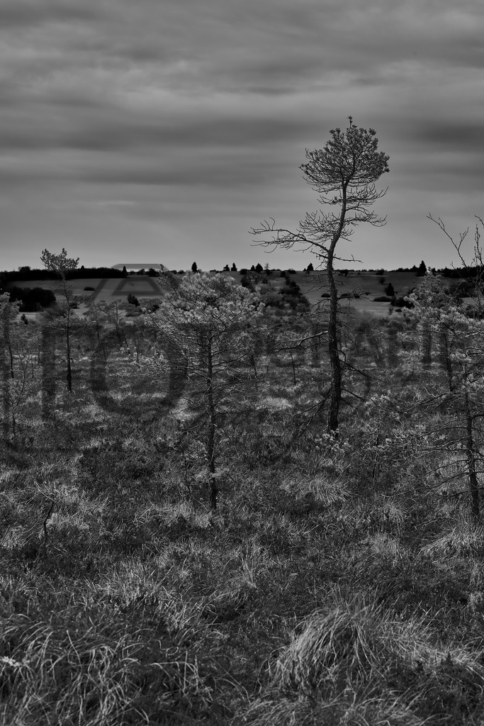 Schwarzes_Moor_DSC4243Print | Fotobox, Portraitfotografie, Hochzeitsfotografie, Bewerbungsfoto - Realisiert mit Pictrs.com