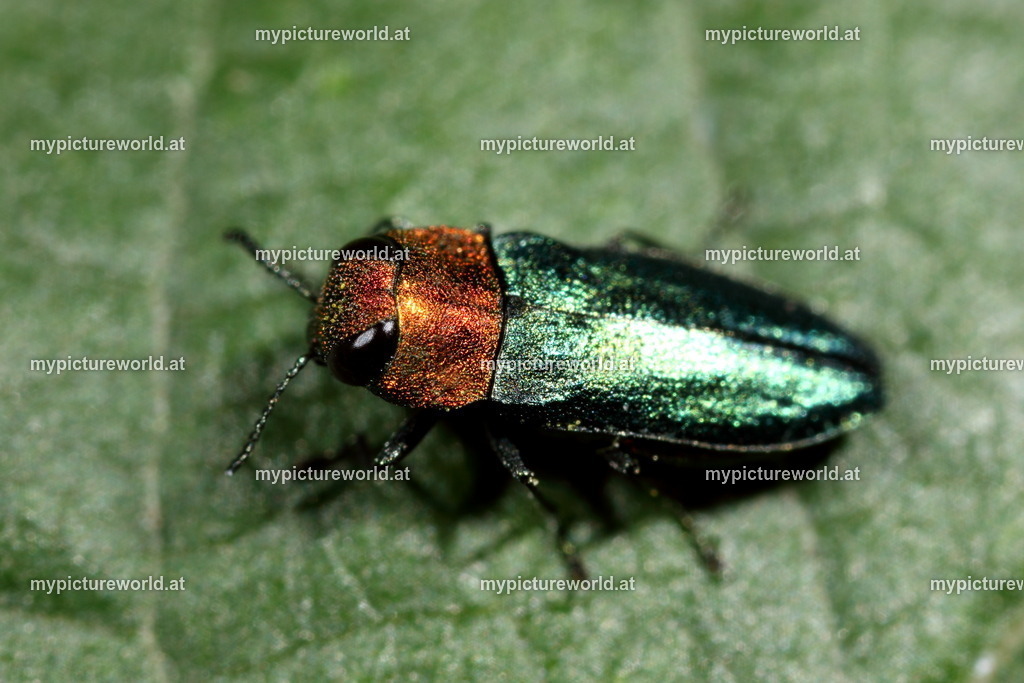 Anthaxia nitidula-005 | Das Bilderarchiv über Tiere, Planzen und Landschaften. In der Bilddatenbank finden Sie ein große Auswahl an hochwertigen Bilder für Ihre Werbung - Realized with Pictrs.com