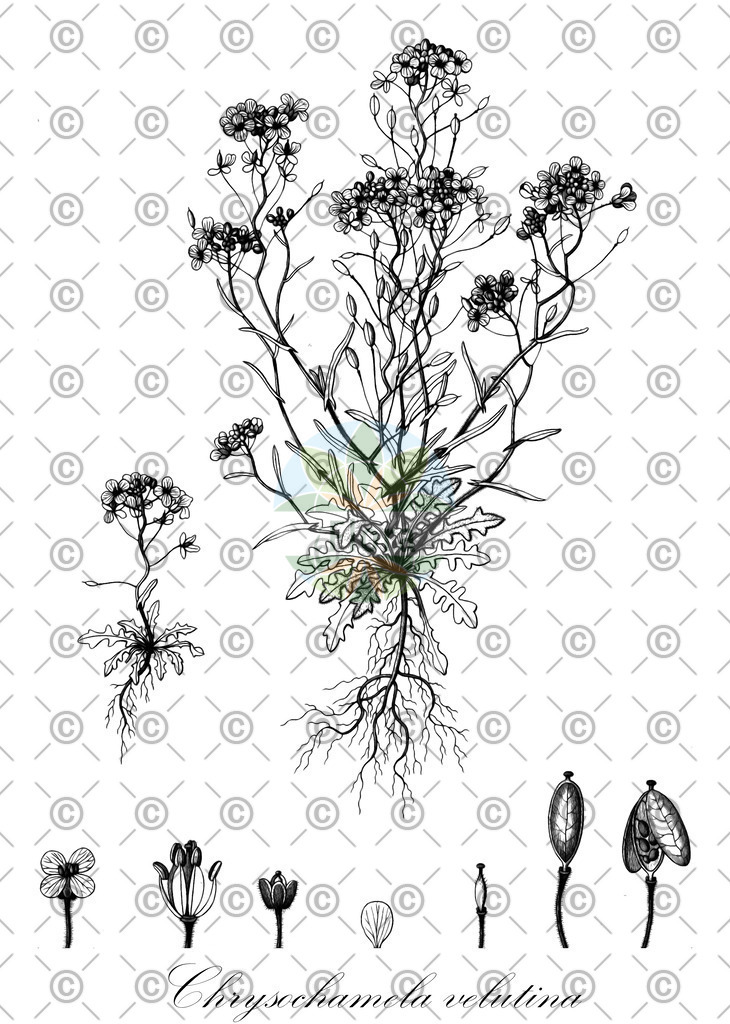 HistAbb_wfo-0000603794_1_ENZY_Simple | Historische Abbildung von Chrysochamela velutina - Brassicaceae | Historical Illustration of Chrysochamela velutina - Brassicaceae