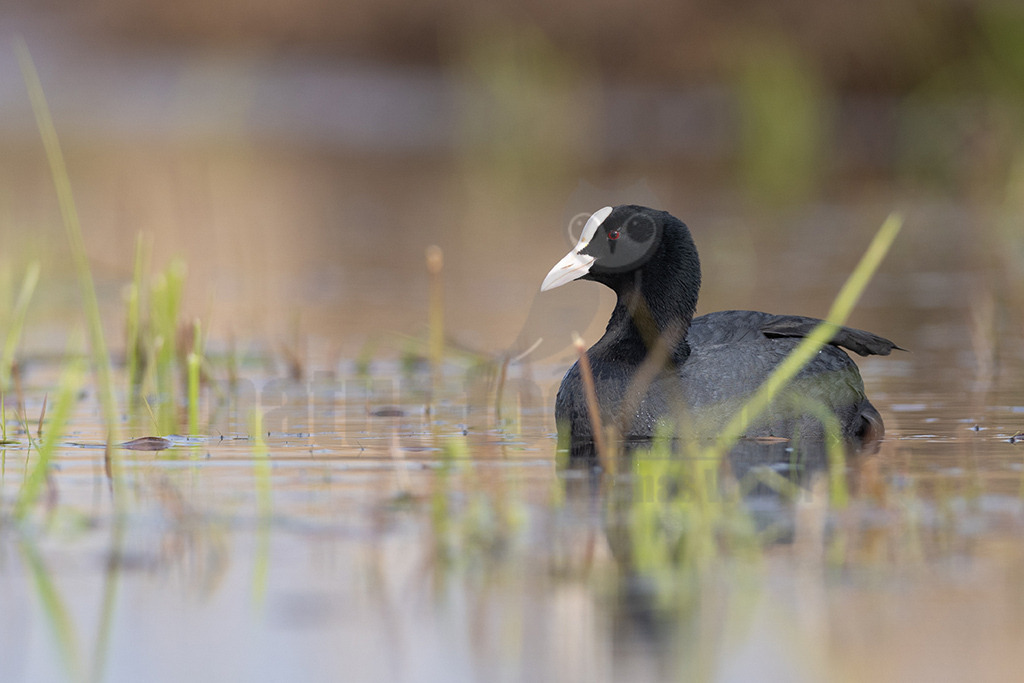 20220412083141 | Das Blässhuhn (Fulica atra) ist eine mittelgroße Vogelart der Gattung der Blässhühner (Fulica) aus der Familie der Rallen (Rallidae), die als einer der häufigsten Wasservögel bevorzugt auf nährstoffreichen Gewässern anzutreffen ist. Die Art ist über große Teile Eurasiens verbreitet und kommt darüber hinaus in Australasien vor. - Realisiert mit Pictrs.com