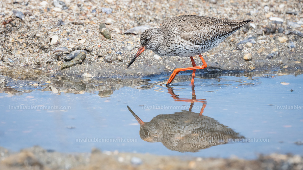 DSC_7195 | invaluablemoments.com - Realisiert mit Pictrs.com