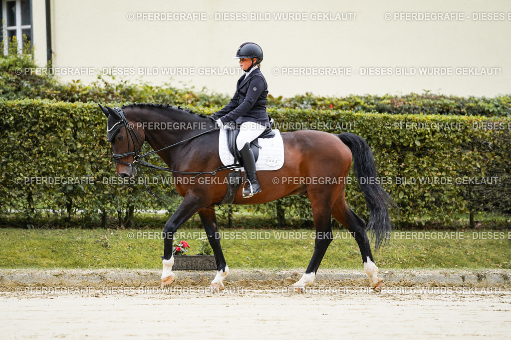 DSC04319 | Pferdegrafie