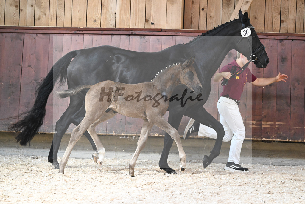Kat-Nr. 30 HF Decurio x Florestano_Wallner_32240587 | hf-fotografie - Realisiert mit Pictrs.com