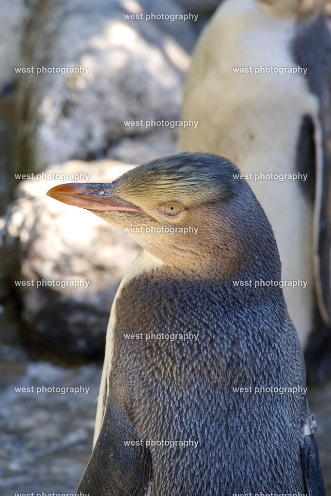 Yellow-eyed Penguin 3 - NLZ 2024 | west photography - Realisiert mit Pictrs.com