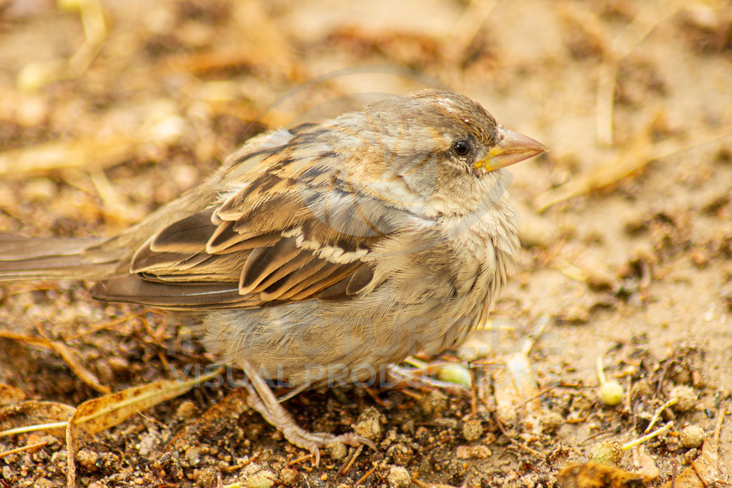 _DSC8489 | SONY DSC - Realisiert mit Pictrs.com