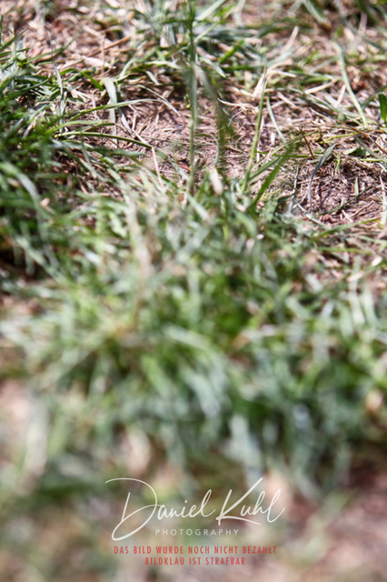 DKP41908 | Turniersportfotografie; Pferdefotografie; Dressurfotografie