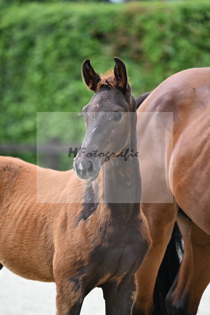 Kat-Nr. 1 Bonds x Antango_Fink_25240145 | hf-fotografie - Realisiert mit Pictrs.com