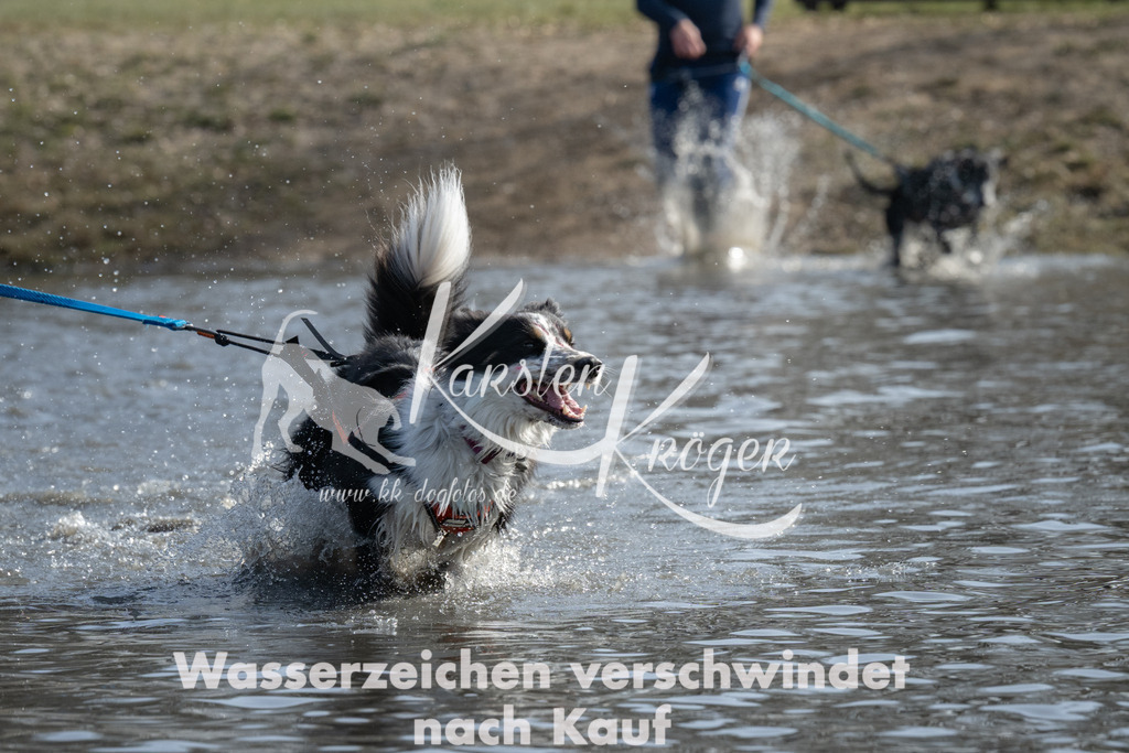 1244_ZZ91822 | kk-dogfotos