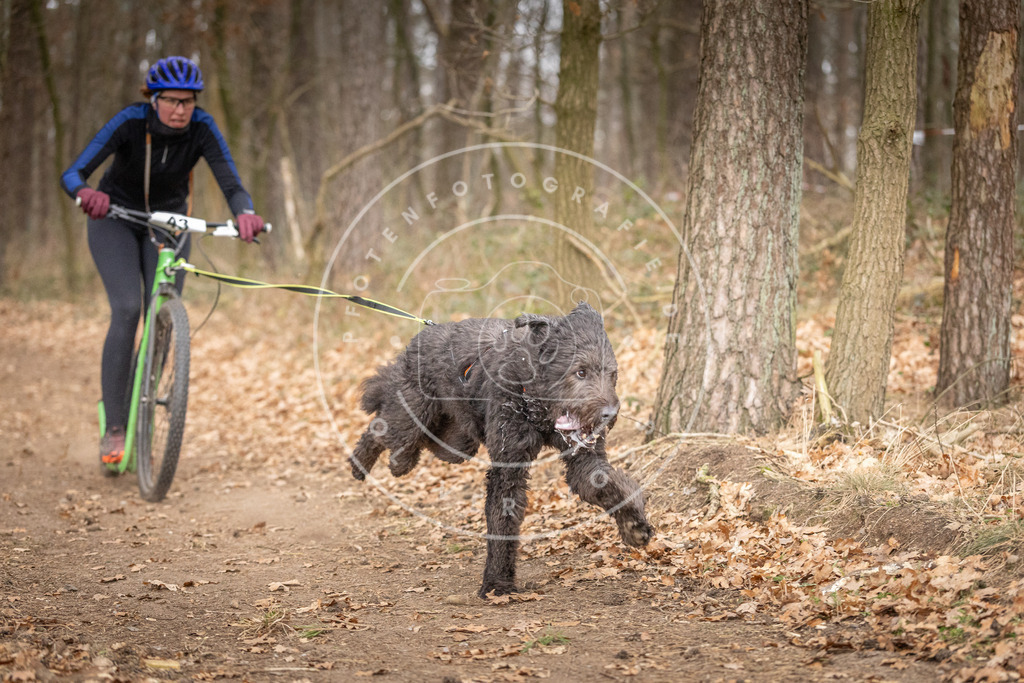 Pfotenfotografie_DV3A6875 | Hundefotografie, Tierfotograf, Pfotenfotografie, Fotoshooting Hund, Hunde Portrait, Hundesport, Hundeportraits, Heideshooting, Hunde, Sportfotograf, Hundefotograf, Turnierhundsport, THS,  - Realisiert mit Pictrs.com