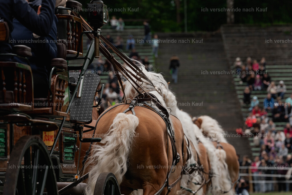 Showprogramm-160 | working equitationturnier fotograf videograf stoibphotography marixx film working equitation deutschland reitsport turnierfotografie eventfotografie equestrian events