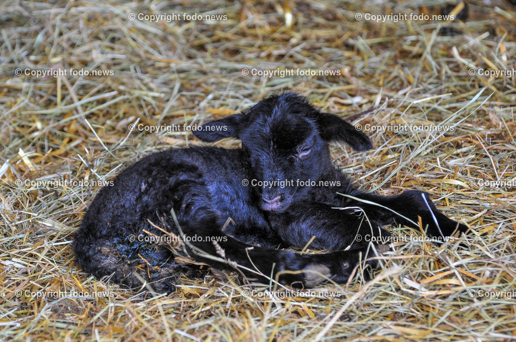 Linz_ Bauernhof_ 11.04.2025-13 | 11.04.2025, LINZ, AUT, Landwirtschaft, Bauernhof, im Bild Schafe, Schaf, Lamm, Bock, Tiere, Nutztiere, Freilandhaltung, Paarhufer