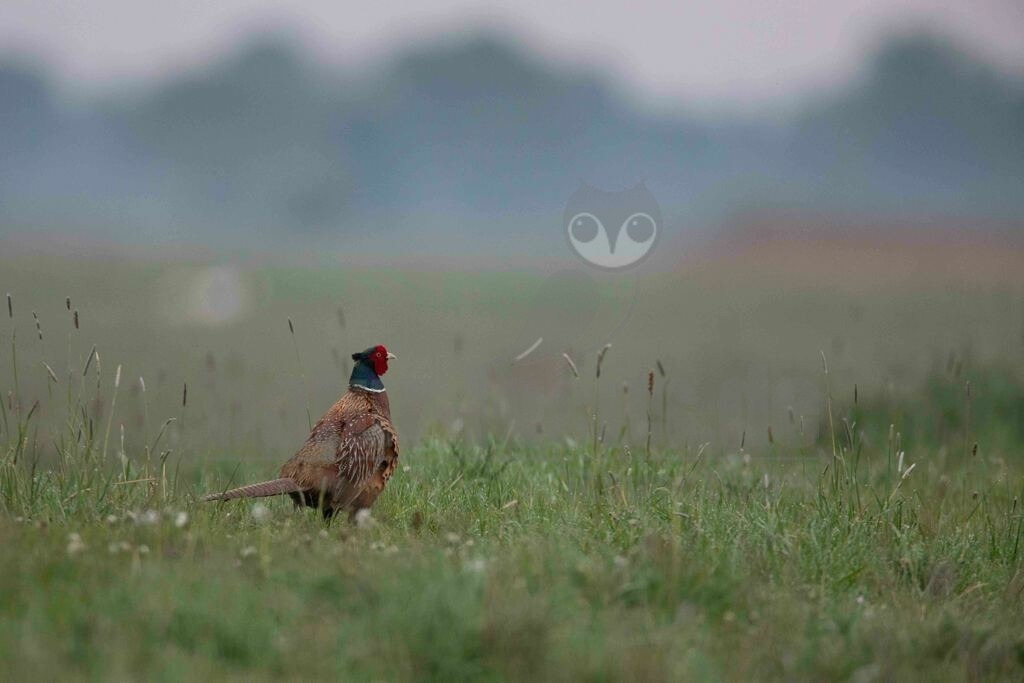 20170514061656-2 | Der Fasan ist eine Vogelart aus der Ordnung der Hühnervögel. Wie bei anderen Fasanenartigen fällt der Hahn durch sein farbenprächtiges Gefieder und seine deutlich längeren Schwanzfedern auf. Hennen zeigen eine bräunliche Tarnfärbung.  - Realisiert mit Pictrs.com