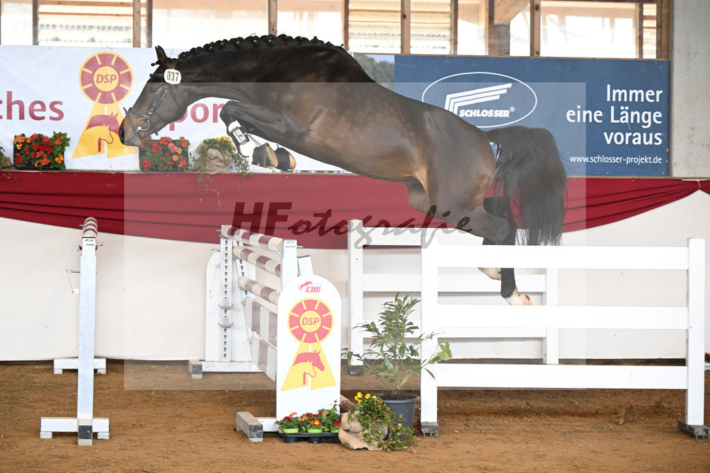 Kat-Nr. 37 Cayennes Cleverle v. Chubakko_ZG Fuell u Tiroke_16250730 | hf-fotografie - Realisiert mit Pictrs.com