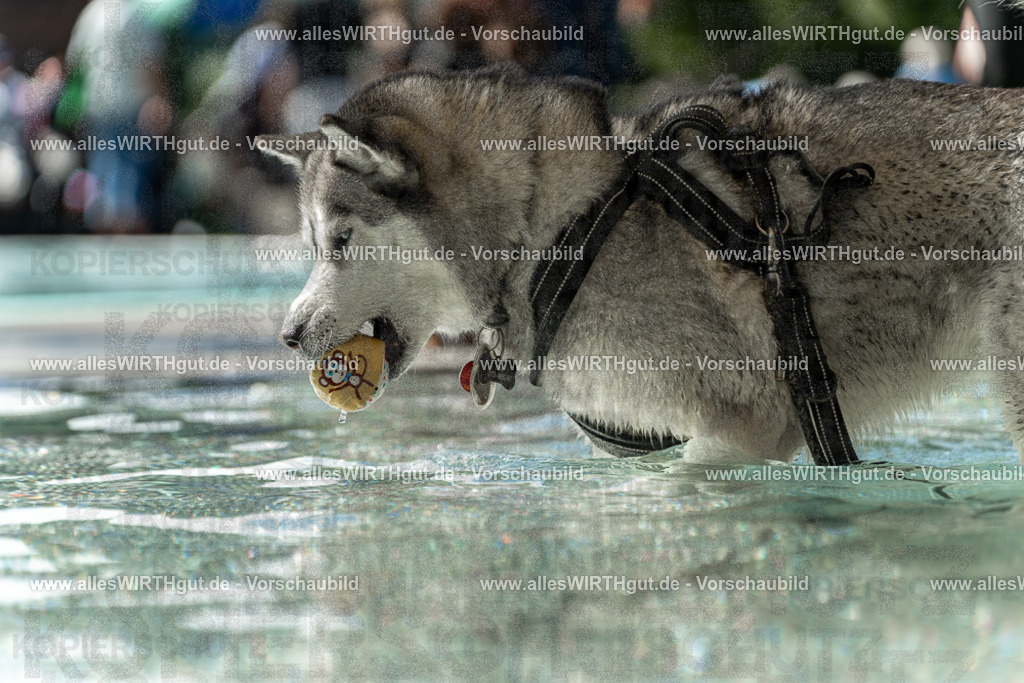 Hundeschwimmen_Volksbad_2026-allesWIRTHgut_Tierfotografie-2609061354-7R500949 | Professionelle Tierfotografie in Mönchengladbach von Daniel Wirth (allesWIRTHgut). Liebevolle & natürliche Bilder von Hunden & Katzen für unvergessliche Erinnerungen.
