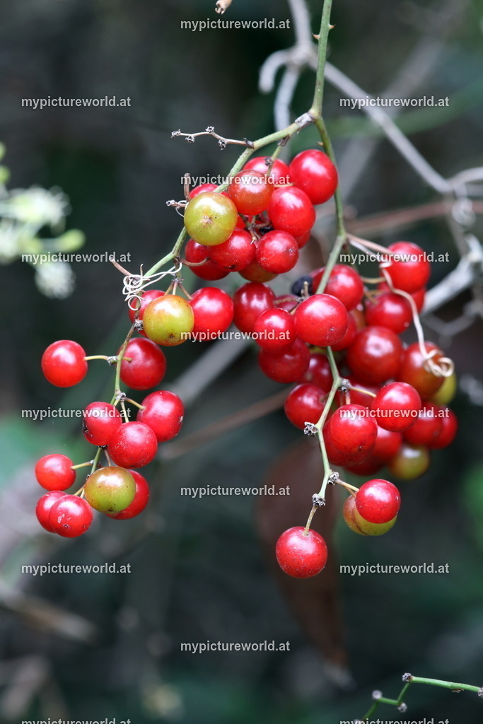 Raue Stechwinde-001 | Das Bilderarchiv über Tiere, Planzen und Landschaften. In der Bilddatenbank finden Sie ein große Auswahl an hochwertigen Bilder für Ihre Werbung - Realized with Pictrs.com