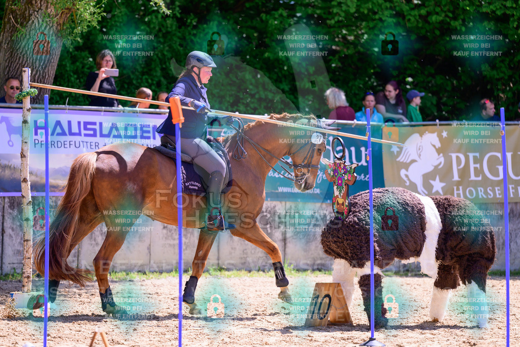 03052026-Giesenbach-04-Stiltrail-0563 | Fokus Hufschlag Fotografie - Realisiert mit Pictrs.com