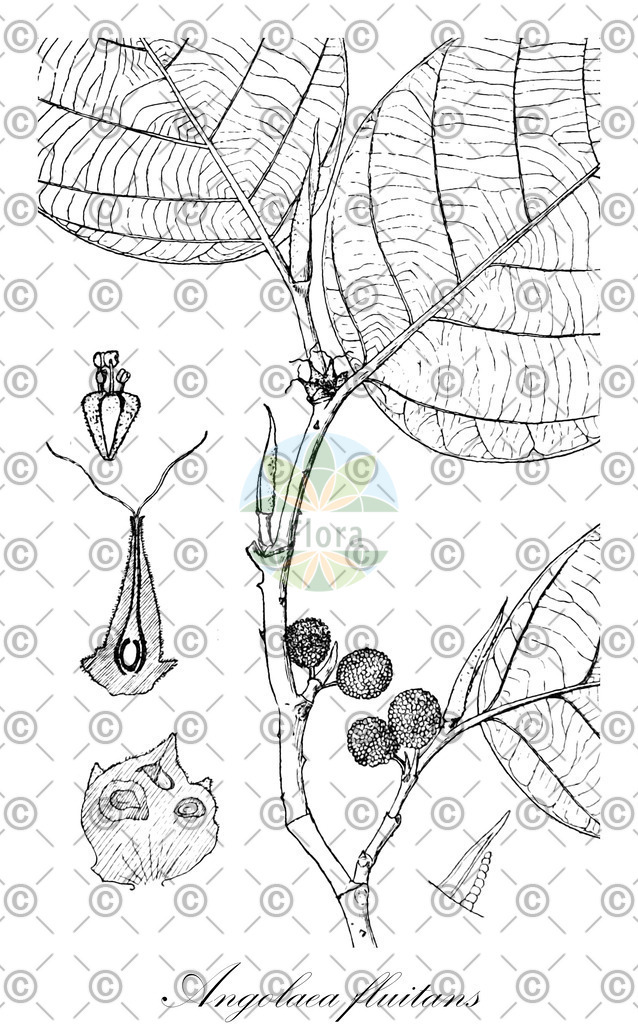 HistAbb_wfo-0000536542_47_ENZY_Simple | Historische Abbildung von Angolaea fluitans - Podostemaceae | Historical Illustration of Angolaea fluitans - Podostemaceae