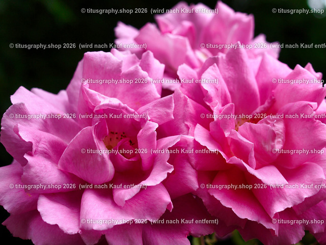 titusgraphy_P6291926-vz-ln | titusgraphy-shop: Geschenkideen mit Qualitätsfotos. titusgraphy-shop: gift ideas with quality photos. titusgraphy-shop: idées cadeaux avec photos de qualité.  - Realisiert mit Pictrs.com