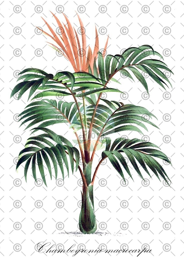 HistAbb_wfo-0000840512_1_ENZY_Simple | Historische Abbildung von Chambeyronia macrocarpa - Arecaceae | Historical Illustration of Chambeyronia macrocarpa - Arecaceae