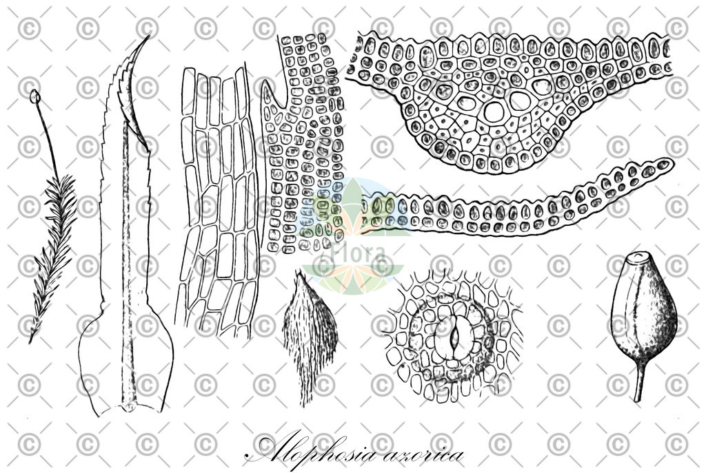 HistAbb_wfo-0001147966_1_ENZY_Simple | Historische Abbildung von Alophosia azorica - Polytrichaceae | Historical Illustration of Alophosia azorica - Polytrichaceae