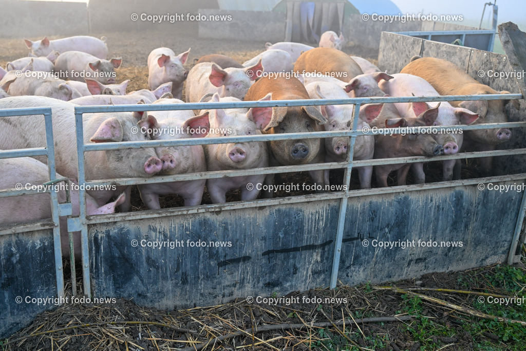 Schweine_ 18.12.2023-6 | 18.12.2023, Linz, AUT, Bauernhof, im Bild Bauernhof, Stall, Schweine, Schweinehaltung, Schweinezucht, Fleisch, Hausschwein, Landwirtschaft, Aufzucht, Bio