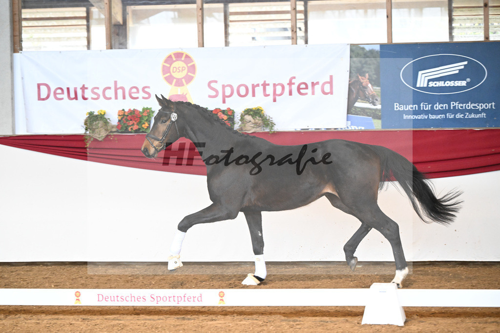Kat-Nr. 46 Don Jo Wie v. F-D avie_Wiedmann_16250096 | hf-fotografie - Realisiert mit Pictrs.com