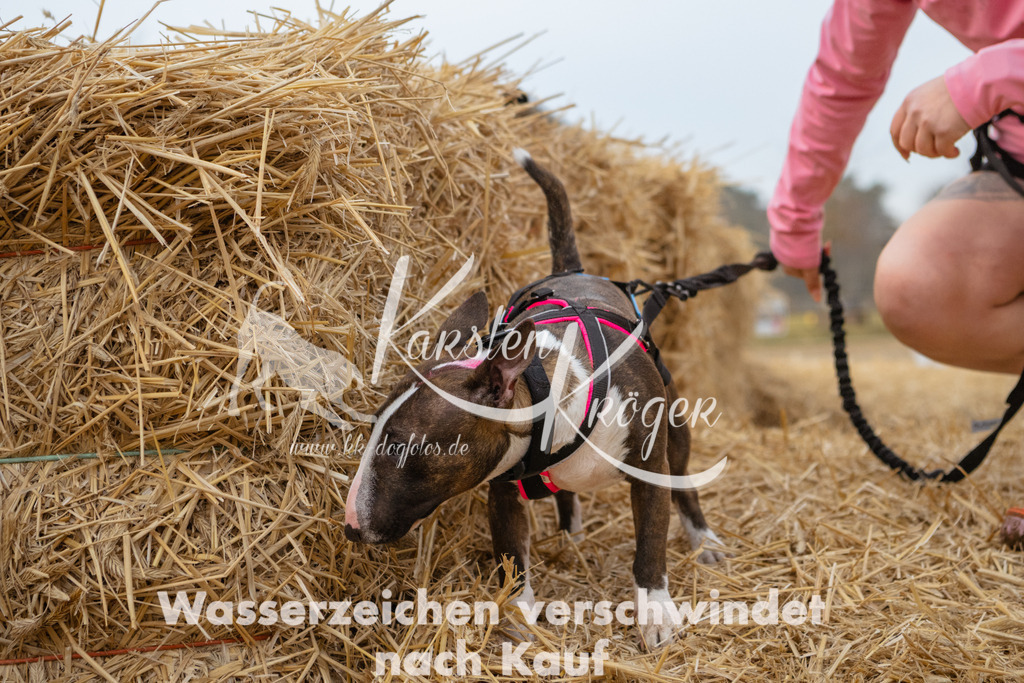 0842_ZZ94521 | kk-dogfotos