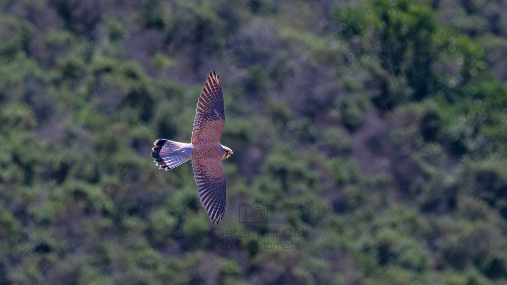 P1612741-Verbessert-RR-Bearbeitet-2023-2-LR | Natur im Moment - Realisiert mit Pictrs.com