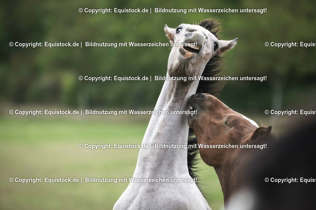 20201005_Fohlen_0074 | equistock