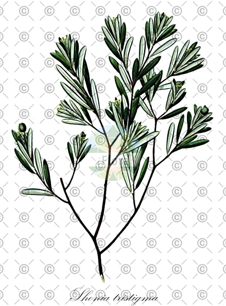 HistAbb_wfo-0001046459_2_ENZY_Simple | Historische Abbildung von Shonia tristigma - Euphorbiaceae | Historical Illustration of Shonia tristigma - Euphorbiaceae