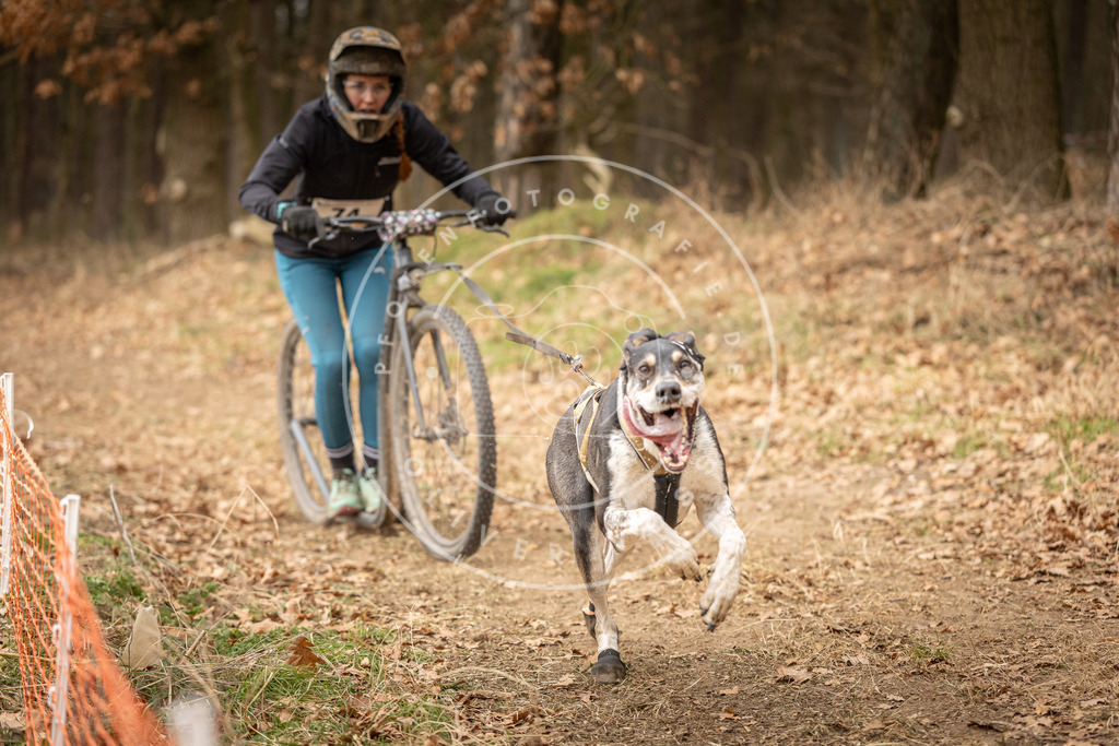 Pfotenfotografie_DV3A4077 | Hundefotografie, Tierfotograf, Pfotenfotografie, Fotoshooting Hund, Hunde Portrait, Hundesport, Hundeportraits, Heideshooting, Hunde, Sportfotograf, Hundefotograf, Turnierhundsport, THS,  - Realisiert mit Pictrs.com