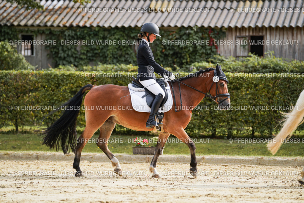 DSC04492 | Pferdegrafie