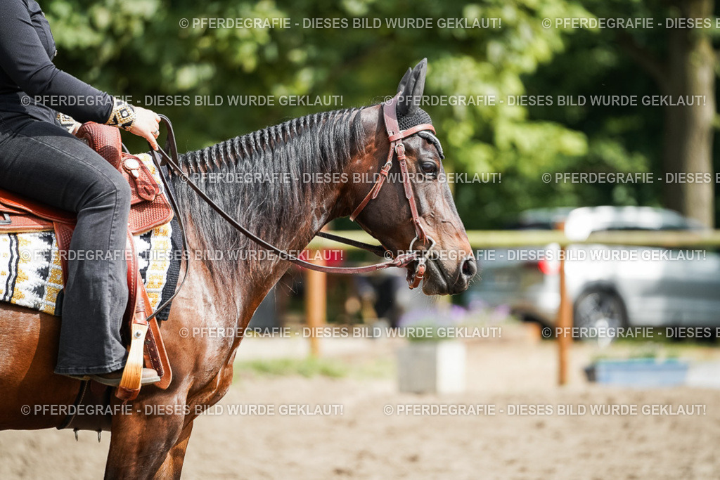 DSC04541 | Pferdegrafie