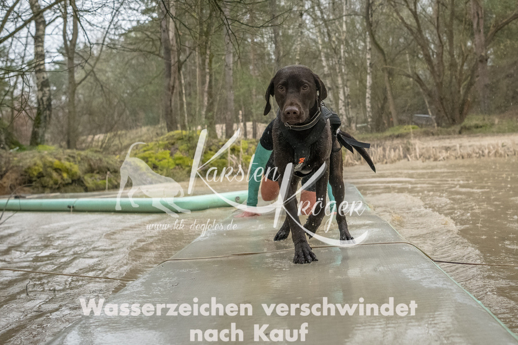 1048_ZZ93445-Bearbeitet | kk-dogfotos