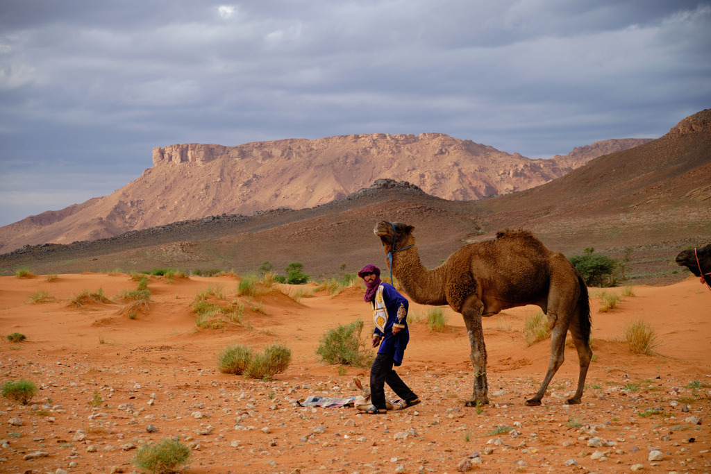 Dromedar mit Dromedarführer | Marokko - November 17, 2024: Dromedar mit Dromedarführer in schöner Wüstenlandschaft. - Realisiert mit Pictrs.com