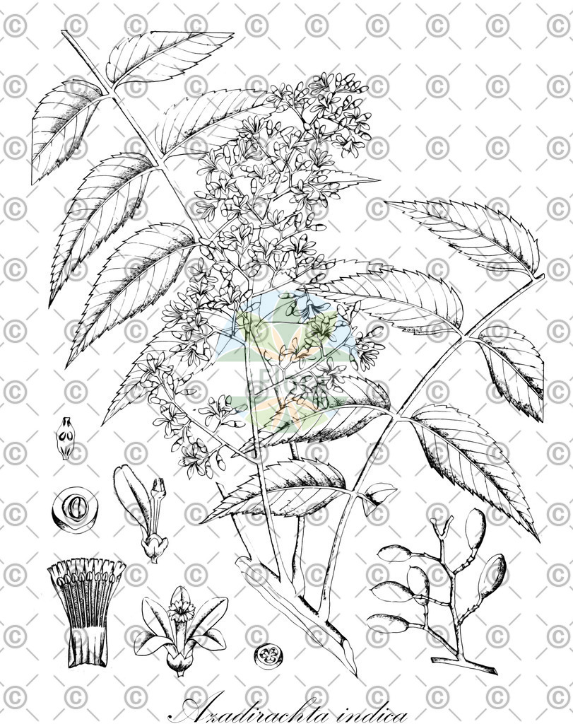 HistAbb_wfo-0000557668_2_ENZY_Simple | Historische Abbildung von Azadirachta indica - Meliaceae | Historical Illustration of Azadirachta indica - Meliaceae
