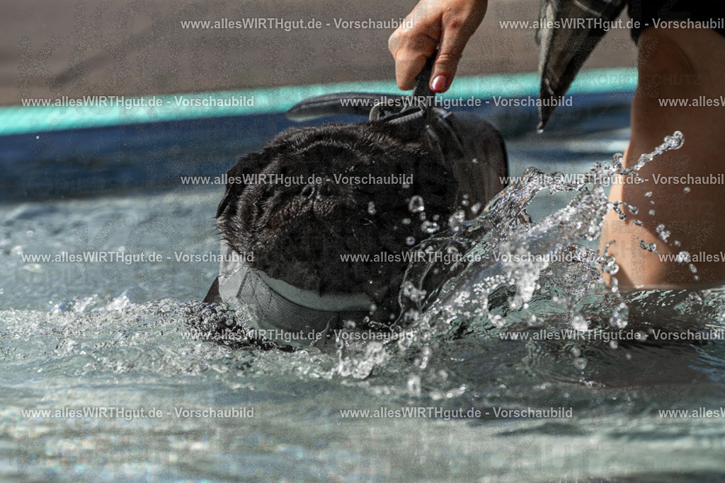 Hundeschwimmen_Volksbad_2026-allesWIRTHgut_Tierfotografie-2609061439-FAY06977 | Professionelle Tierfotografie in Mönchengladbach von Daniel Wirth (allesWIRTHgut). Liebevolle & natürliche Bilder von Hunden & Katzen für unvergessliche Erinnerungen.