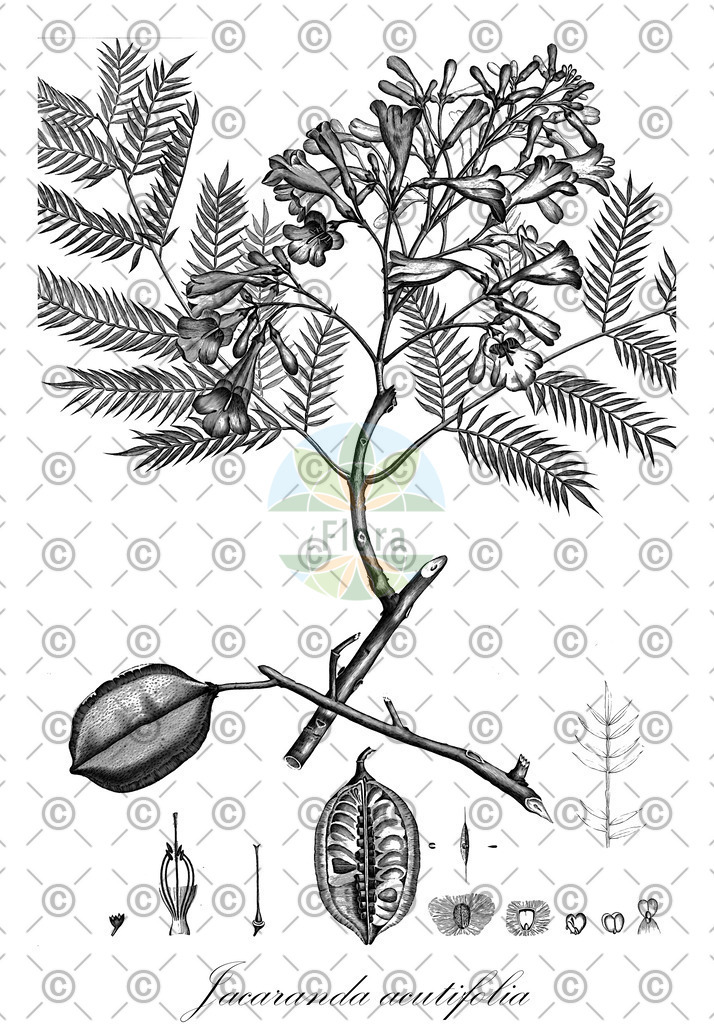 HistAbb_wfo-0001250727_1_ENZY_Simple | Historische Abbildung von Jacaranda acutifolia - Bignoniaceae | Historical Illustration of Jacaranda acutifolia - Bignoniaceae