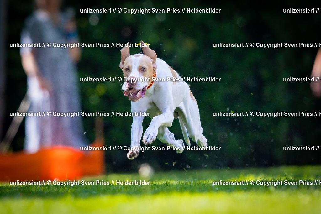 Sven Pries | 2025-08-10 - Hunderennen Durlach - Realisiert mit Pictrs.com