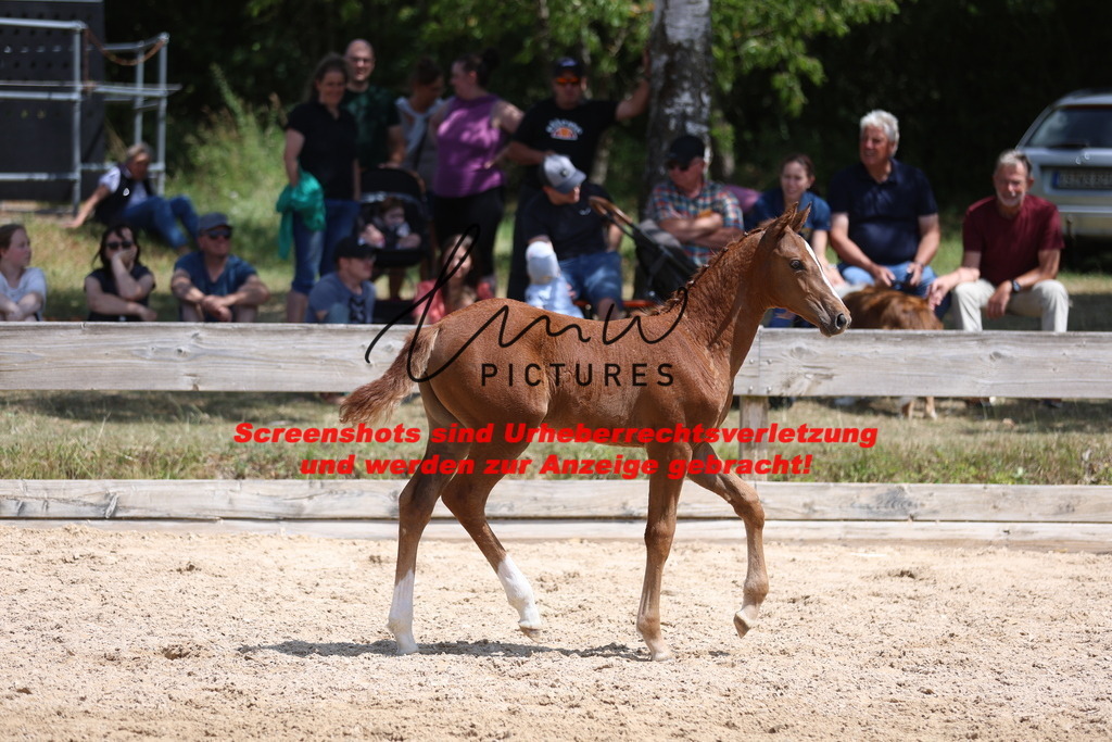 Fohlenschau_Schwäbisch_Hall_springbetonte_Fohlen_KN 36_3 | lmwpictures - Realisiert mit Pictrs.com