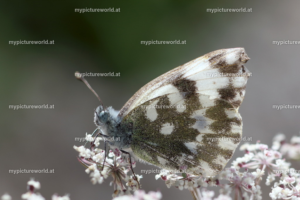 Pontia edusa-019 | Das Bilderarchiv über Tiere, Planzen und Landschaften. In der Bilddatenbank finden Sie ein große Auswahl an hochwertigen Bilder für Ihre Werbung - Realisiert mit Pictrs.com